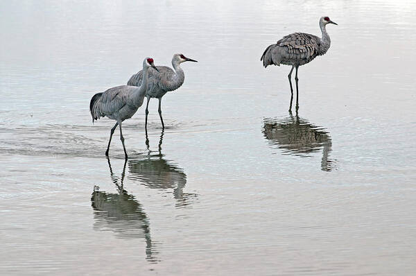 Sand Hill Art Print featuring the photograph Sand hill Cranes by Terry Dadswell