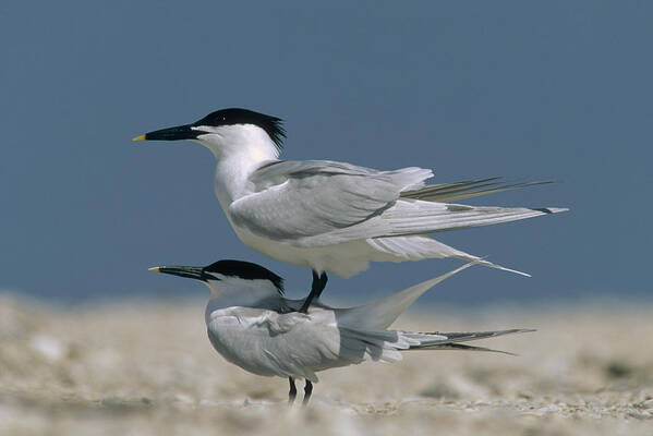 00171580 Art Print featuring the photograph Sandwich Tern Couple Courting North by Tim Fitzharris