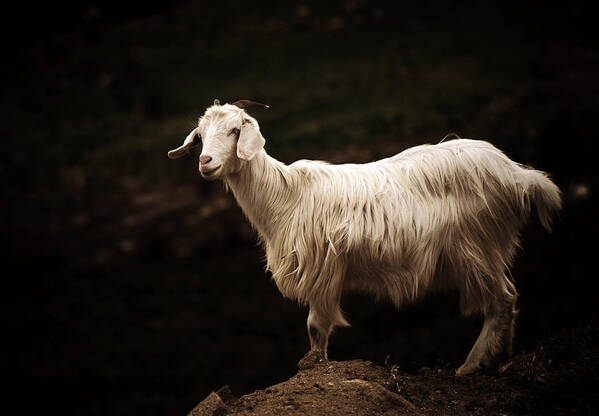 Goat Art Print featuring the photograph Sardinian goat by Laura Melis