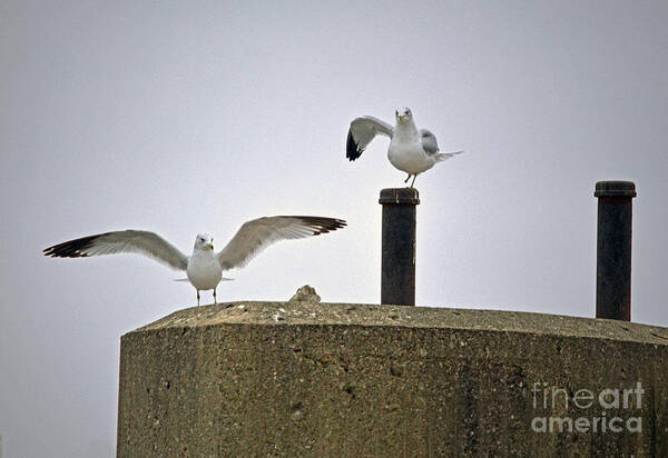 Color Photography Art Print featuring the photograph Say Hello Gulliver by Sue Stefanowicz