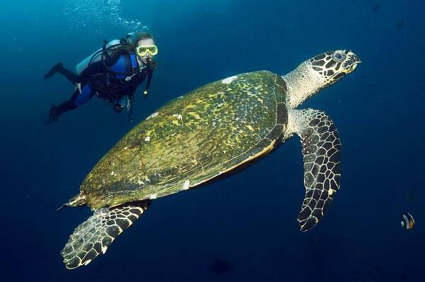 Animal Art Print featuring the photograph Scuba Diving With A Hawksbill Turtle by Georgette Douwma