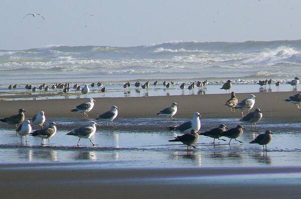 Nature Art Print featuring the photograph Sea Gulls and Breakers by Pamela Patch