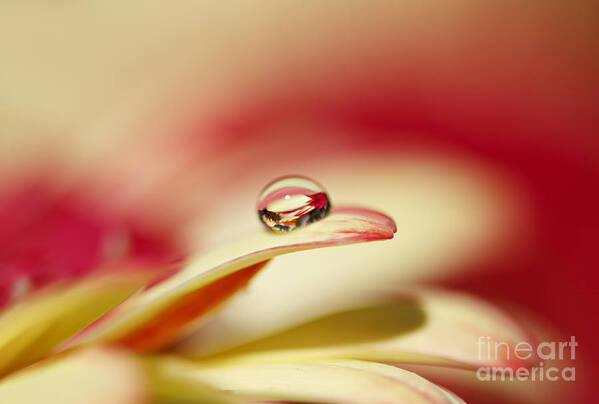 Floral Art Print featuring the photograph Secret World in a Drop by Susan Gary