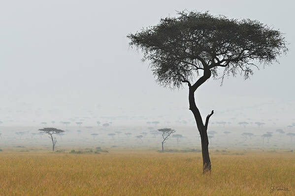 Africa Art Print featuring the photograph Serengeti Acacia in the Mist by Joe Bonita