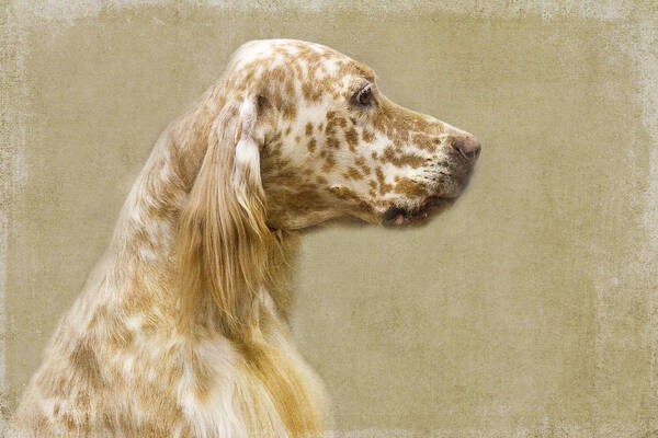 Setter Art Print featuring the photograph Setter 2 by Rebecca Cozart