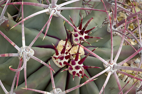 Cactus Art Print featuring the photograph Sharp Patterns by Phyllis Denton