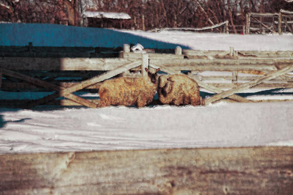 Sheep Art Print featuring the photograph Sheep in a Snowy Field 3 by T C Hoffman