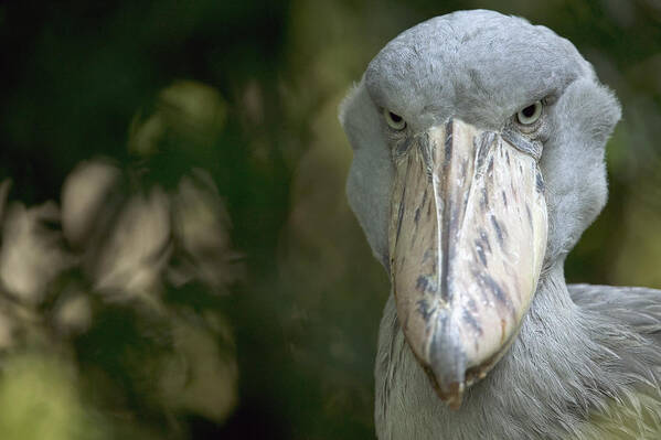 00620474 Art Print featuring the photograph Shoebill Balaeniceps Rex by Cyril Ruoso