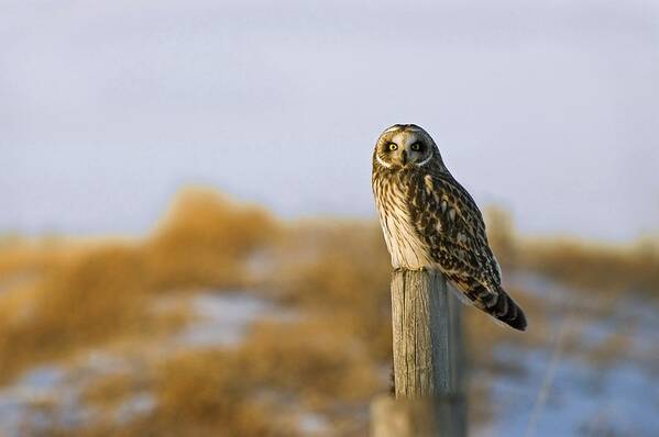 Carnivorous Art Print featuring the photograph Short-eared Owl, Alberta, Canada by Philippe Widling
