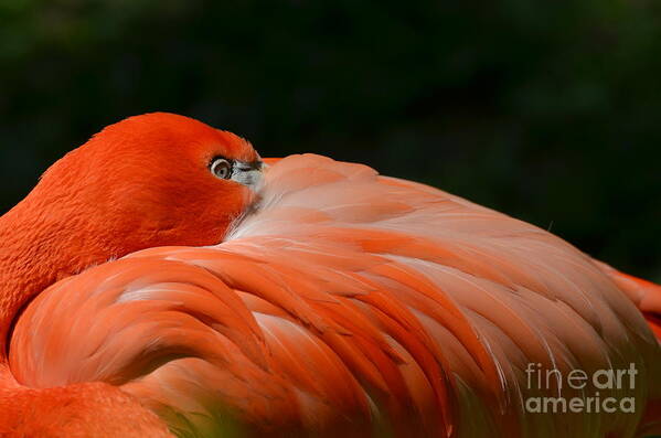 Flamingo Art Print featuring the photograph Siesta by Paulina Roybal