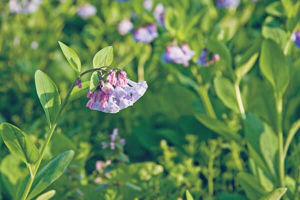 Spring Art Print featuring the photograph Signs of Spring by Kelley Nelson