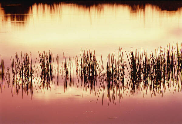 Mp Art Print featuring the photograph Silhouette Of Grass Against Reflection by Gerry Ellis