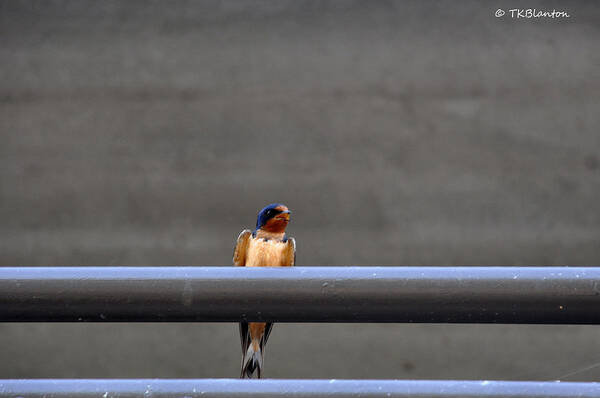 Teresa Blanton Art Print featuring the photograph Singing on the Rail by Teresa Blanton