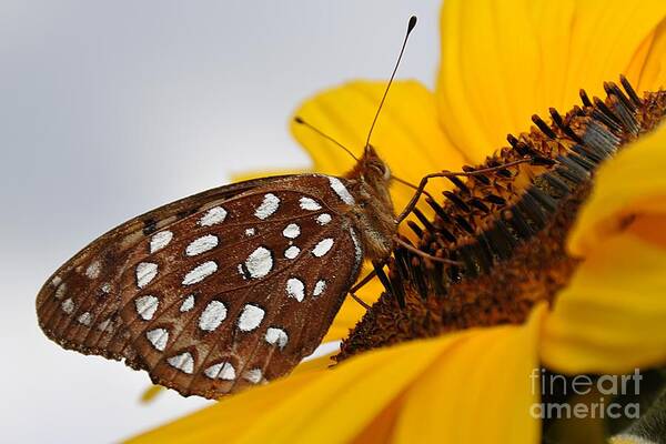 Butterfly Art Print featuring the photograph Sitting Sunny by Cheryl Baxter