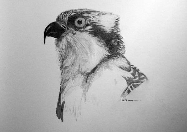 Bird Art Print featuring the drawing Sketch of an Osprey by Leslie M Browning