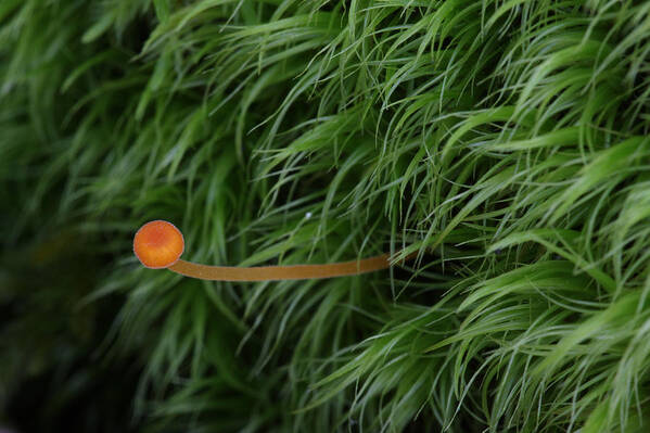 Nature Art Print featuring the photograph Small Orange Mushroom In Moss by Daniel Reed