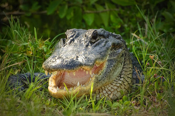 Alligator Art Print featuring the photograph Smiling Alligator by Richard Leighton