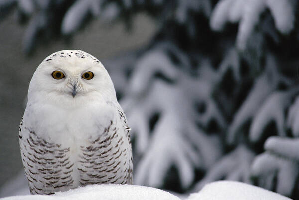 Mp Art Print featuring the photograph Snowy Owl Nyctea Scandiaca Camouflaged by Gerry Ellis