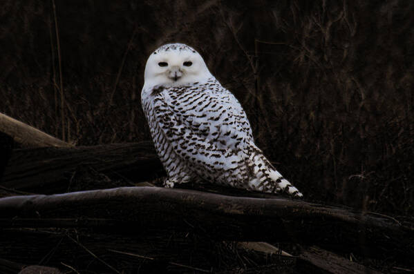 Bird Art Print featuring the photograph Snowy Owl Two by Lawrence Christopher
