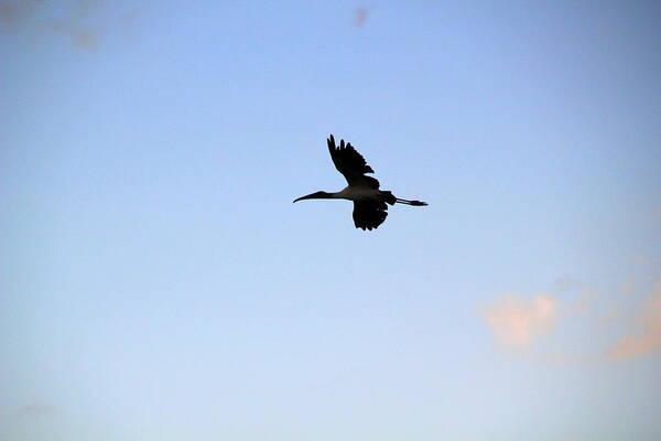  Art Print featuring the photograph Solo Flight by RobLew Photography