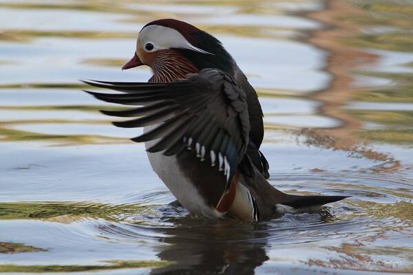 Duck Art Print featuring the photograph Spread Your Wings by Amy Gallagher