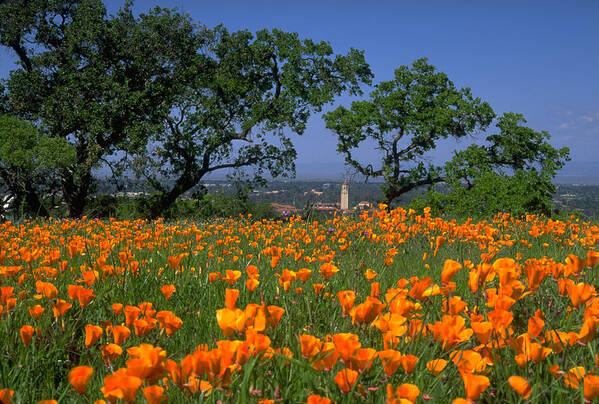 Stanford Tower Oaks Poppies Foreground Art Print featuring the photograph Springtime at Stanford by John Farley