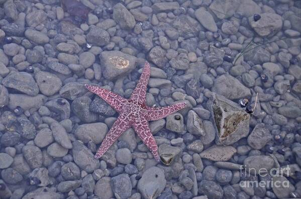 Starfish Art Print featuring the photograph Starfish by Cassie Marie Photography