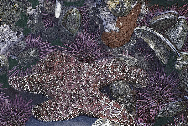 Starfish Anemones Shells Tidepool Life Art Print featuring the photograph Starfish by John Farley