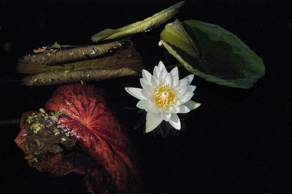 Brazillian Water Lilly Art Print featuring the photograph Still Life by Joseph Yarbrough