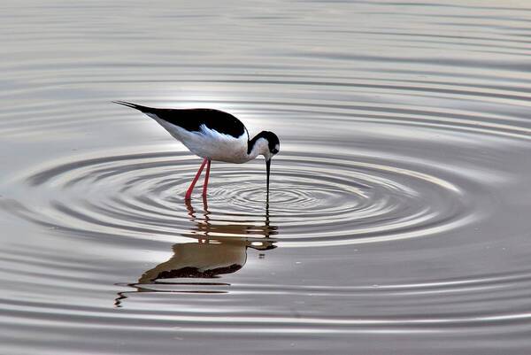 Stilt Art Print featuring the photograph Black-necked Stilt #7 by Tam Ryan