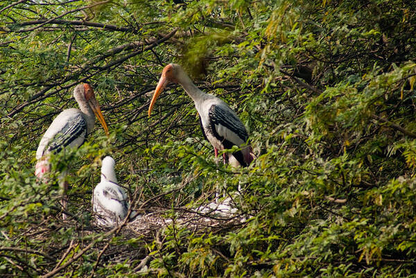 Stork Art Print featuring the photograph Storks around a nest by Ashish Agarwal