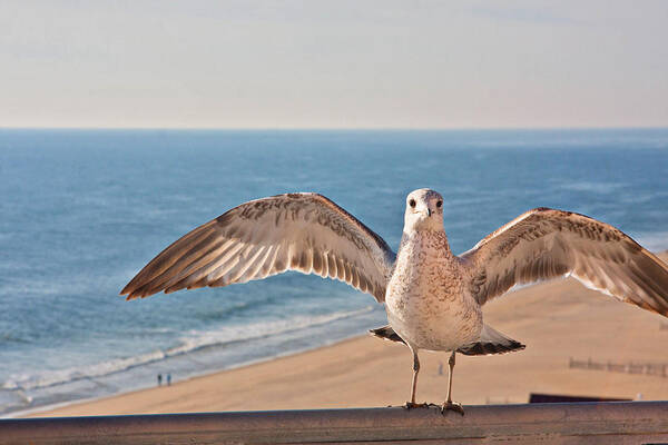 Seagull Art Print featuring the photograph Stretch by Kelley Nelson