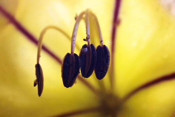 Golden Cup Flower Art Print featuring the photograph Study of a Golden Cup Flower 4 by Jennifer Bright Burr