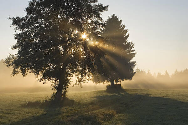 Mp Art Print featuring the photograph Sun Shining Through Trees And Morning by Konrad Wothe