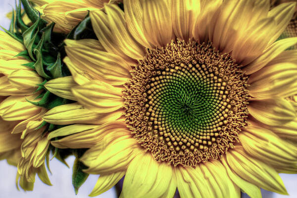  Art Print featuring the photograph Sunflower 28 by Natasha Bishop
