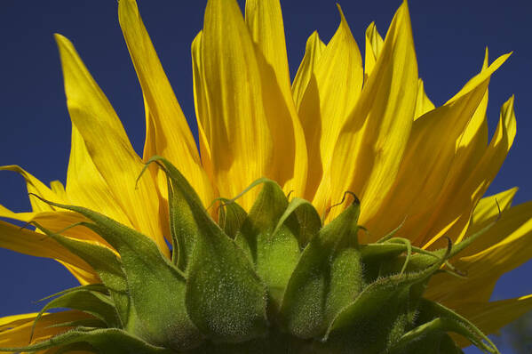 Sunflower Art Print featuring the photograph Sunflower by Garry Gay