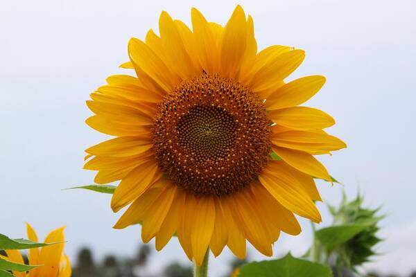 Sun Flower Art Print featuring the photograph Sunflower by Jeanne Andrews
