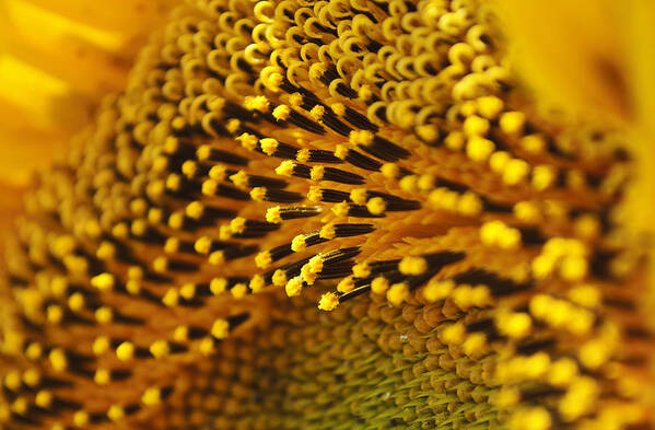 Sun Flower Sunflower Macro Yellow Dof Art Print featuring the photograph Sunflower macro by Chelaru Catalin Ionut