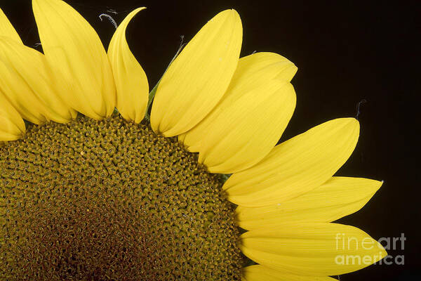 Sunflowers Art Print featuring the photograph Sunflower Sunshine by James BO Insogna