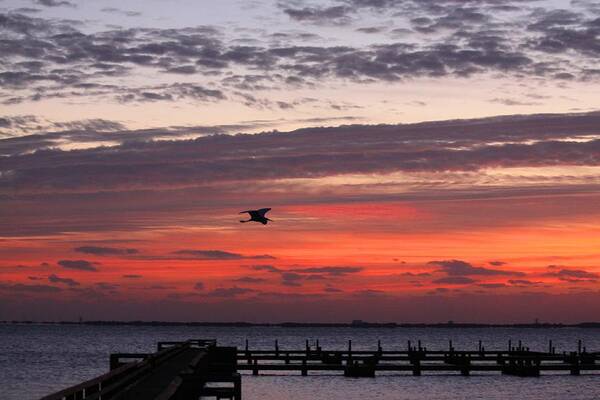 Florida Sunrise Art Print featuring the photograph Sunrise On The Indian River by Jeanne Andrews