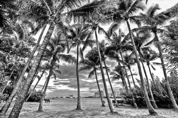 Boats Art Print featuring the photograph Sunset Grove at Palm Beach by Debra and Dave Vanderlaan