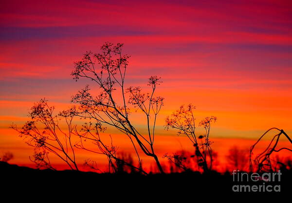 Sunset Art Print featuring the photograph Sunset Silhouette by Patrick Witz