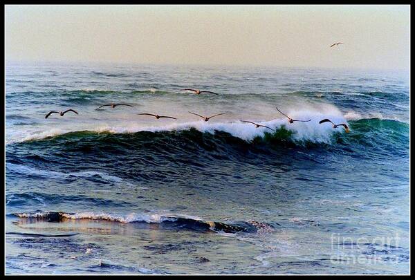 Pelican Art Print featuring the photograph Sunset Watch by Kathy Bassett