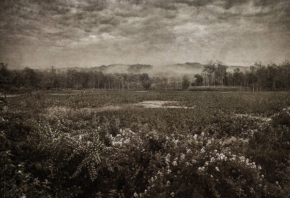 Marsh Art Print featuring the photograph Suspended Over The Wetlands by Dale Kincaid