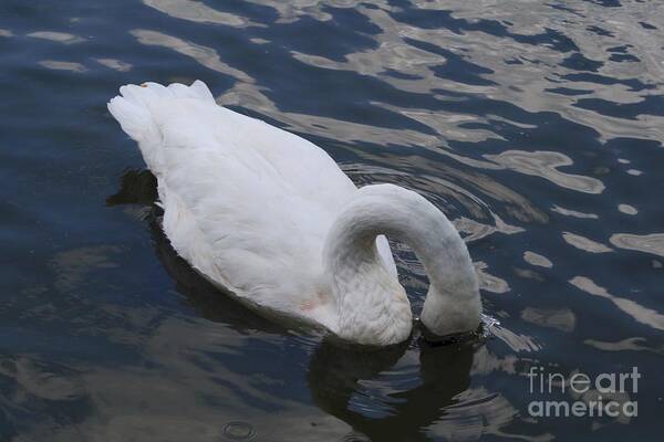 Swan Art Print featuring the digital art Swan Dining by Maxine Bochnia