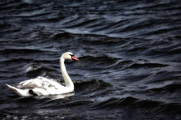 Swan Art Print featuring the photograph Swan Waves by Karol Livote