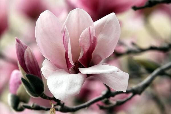 Magnolia Bloom Art Print featuring the photograph Sweet Magnolia by Elizabeth Winter
