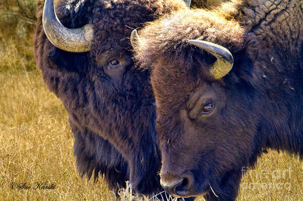 American Buffalo Art Print featuring the photograph Sweet Nothings by Sue Karski