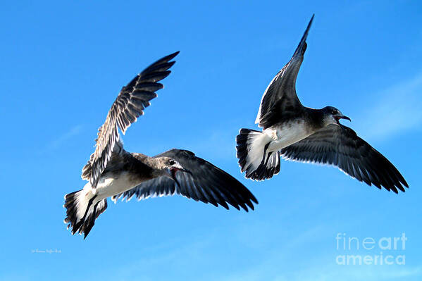 Fine Art Photography Art Print featuring the photograph Synchronized Flying by Patricia Griffin Brett