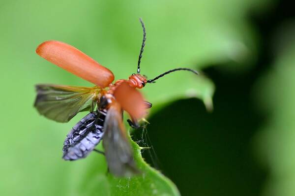 Red Soldier Beetle Art Print featuring the photograph Take Off by Marian Heddesheimer